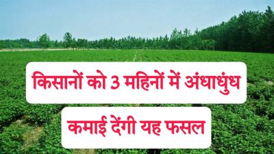 Business Idea : किसानों के लिए ATM है यह फसल, मात्र 3 महिनों में देंगी अंधाधुंध कमाई 