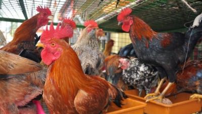 CG- बर्ड फ्लू से मचा हड़कंप, जिला प्रशासन ने की आपात बैठक, हजारों मुर्गियां, अंडे किये गये नष्ट