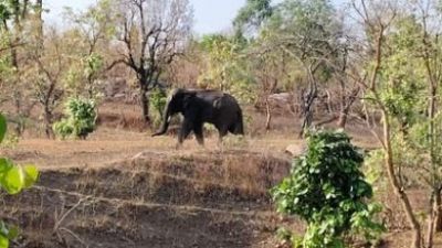 CG : जंगली हाथी ने ग्रामीण को उतारा मौत के घाट, वन विभाग ने बरामद किया शव