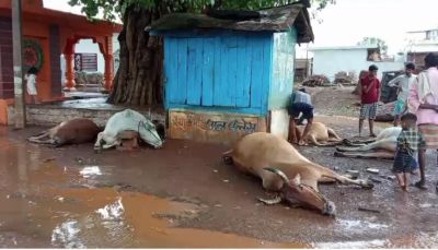 ब्रेकिंग : बिजली गिरने से 7 गायों की मौत, इलाके में मचा हड़कंप ब्रेकिंग : बिजली गिरने से 7 गायों की मौत, इलाके में मचा हड़कंप