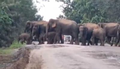  रायगढ़ में सड़क पार करता दिखा 70 हाथियों का दल, कैमरे में कैद हुआ सुन्दर नाजारा