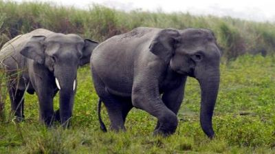 ब्रेकिंग : राजिम क्षेत्र में दो दंतेल हाथियों की आमद, वन विभाग अलर्ट मोड पर