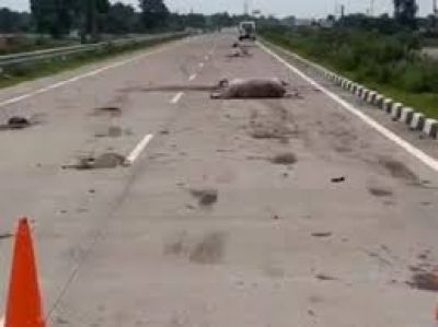 CG &ndash; सड़क पर बिछी लाशें : तेज रफ्तार वाहन ने मवेशियों को कुचला, 25 गायों की मौत, गौ रक्षकों में भारी आक्रोश