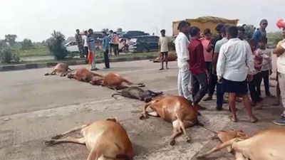 गौवंशों के खून से फिर लाल हुआ नेशनल हाइवे, गौसेवकों ने लाश को सड़क पर रखकर किया चक्काजाम&hellip;
