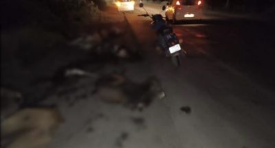 Chhattisgarh : सड़क पर फिर बिखरा दर्द, तेज रफ्तार ट्रेलर ने 19 गायों को रौंदा Chhattisgarh : सड़क पर फिर बिखरा दर्द, तेज रफ्तार ट्रेलर ने 19 गायों को रौंदा