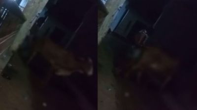 Chhattisgarh : मानवता शर्मसार; युवक ने गौवंश से किया दुष्कर्म