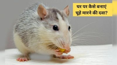 चूहों ने घर में मचाई तबाही? जानिए कैसे आप घर पर ही बना सकते हैं चूहों भगाने की असरदार दवा