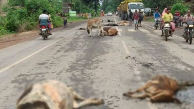 CG : सड़क पर बैठे मवेशियों को अज्ञात वाहन ने मारी टक्कर, 8 गायों की मौत, 2 घायल
