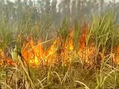 CG – गन्ने के खेत में लगी भीषण आग, 7 एकड़ फसल जलकर राख, किसान को लाखों का नुकसान…. CG – गन्ने के खेत में लगी भीषण आग, 7 एकड़ फसल जलकर राख, किसान को लाखों का नुकसान….
