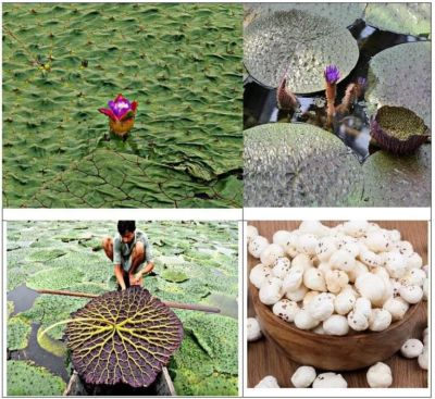 मुख्यमंत्री विष्णु देव साय के प्रयास से छत्तीसगढ़ मखाना बोर्ड में शामिल&hellip;