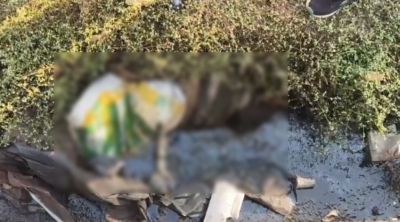 Murder : छत्तीसगढ़ में यहां बोरे में मिली महिला की लाश, लिव-इन पार्टनर ने दी खौफनाक मौत&nbsp;