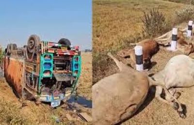 दर्दनाक हादसा: मवेशियों से भरा कंटेनर पलटा, 50 से ज्यादा गायों की मौके पर मौत, गांव में आक्रोश