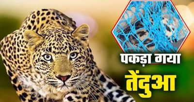 Breaking: गरियाबंद में पिंजरे में कैद हुआ तेंदुआ, महीनों से फैली दहशत का हुआ अंत