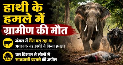 CG &ndash; हाथियों का आतंक: जंगल में भैंस चरा रहे ग्रामीण पर नर हाथी ने किया हमला, मौके पर मौत