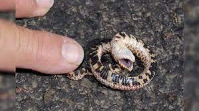 ये है दुनिया का सबसे बड़ा ड्रामेबाज सांप, खतरा देखते ही आ जाती है मौत... करता है मरने की एक्टिंग