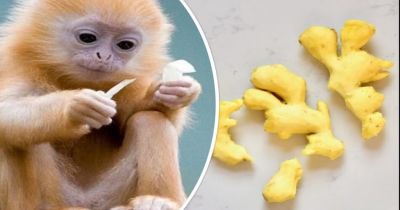 ऐसा क्यों कहा जाता है बंदर क्या जाने अदरक का स्वाद...यहां जानें इसकी असल वजह? ऐसा क्यों कहा जाता है बंदर क्या जाने अदरक का स्वाद...यहां जानें इसकी असल वजह?