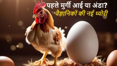 कौन पहले आया- मुर्गी या अंडा? विज्ञान ने दिया हैरान कर देने वाला जवाब