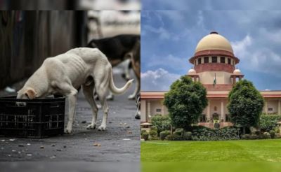 Supreme Court : आवारा कुत्तों पर सुप्रीम कोर्ट का फैसला, अब नसबंदी के बाद ही छोड़े जाएंगे