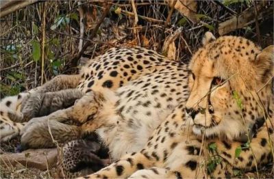 कूनो नेशनल पार्क में गूंजी किलकारी, &lsquo;मुखी&rsquo; ने 5 शावकों को दिया जन्म; बढ़ा चीतों का कुनबा