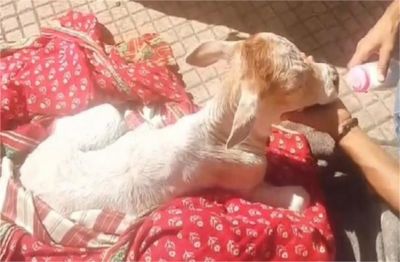 MP में हैरान कर देने वाला मामला: ट्रेन की चपेट में आने से गाय के हुए टुकड़े, पेट में से जिंदा निकला बछ़ड़ा और 15 किलो पॉलिथीन