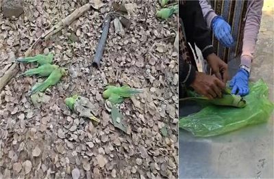 नर्मदा नदी का किनारा तोतों के लिए बना कब्रगाह, 80 से ज्यादा तोतों की मौत से हड़कंप, जांच में चौंकाने वाला खुलासा